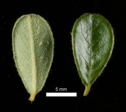 Cotoneaster ×suecicus: Leaves, upper and lower surfaces.
 Image: D. Glenny © Landcare Research 2017 CC BY 3.0 NZ